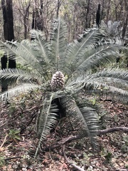 Lepidozamia peroffskyana