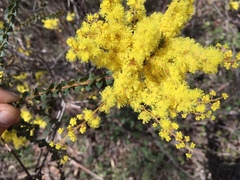 Acacia pravissima