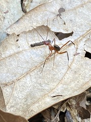 Leptomyrmex tibialis