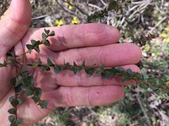Acacia pravissima