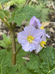 Solanum semiarmatum