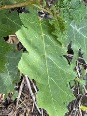 Solanum semiarmatum