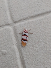 Cyana cruentata