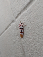 Cyana cruentata
