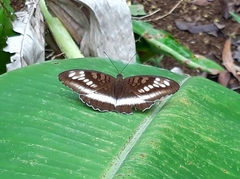 Tanaecia iapis