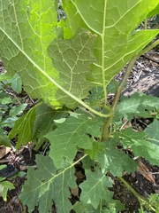Solanum semiarmatum