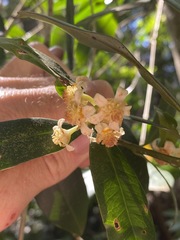 Baloghia inophylla