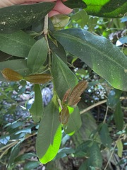 Baloghia inophylla