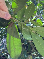 Baloghia inophylla