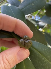 Baloghia inophylla