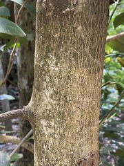Baloghia inophylla
