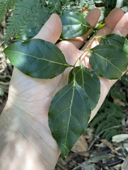 Cryptocarya foveolata