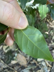 Cryptocarya foveolata