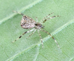 Episinus maculipes