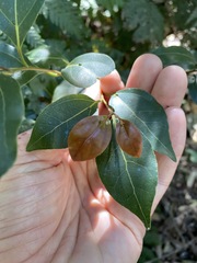 Cryptocarya foveolata