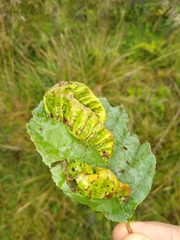 Taphrina tosquinetii