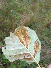 Taphrina tosquinetii