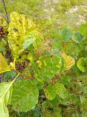 Taphrina tosquinetii