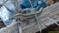 Anatololacerta anatolica