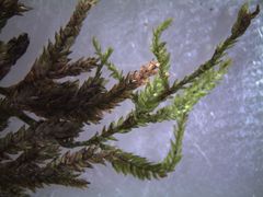 Camptochaete arbuscula