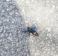 Scolia fasciatopunctata