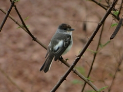 Xenopsaris albinucha