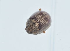 Paropsisterna laesa