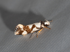Machetis aphrobola