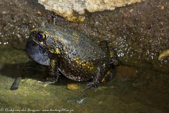 Sclerophrys pusilla