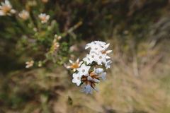 Epacris paludosa