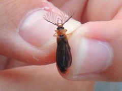 Phengodes plumosa