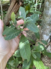 Psychotria loniceroides