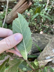 Psychotria loniceroides