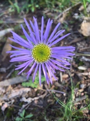 Brachyscome spathulata