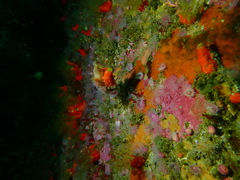 Ascidia incrassata