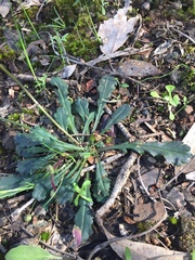 Brachyscome spathulata