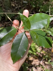 Olea paniculata