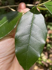 Olea paniculata