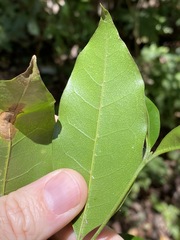 Olea paniculata