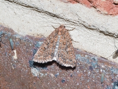 Hypoperigea tonsa