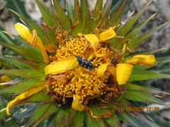 Acmaeotethya