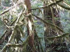 Pseudisothecium myosuroides