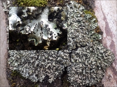 Phaeophyscia hispidula