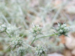 Eryngium armatum