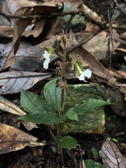 Odontochilus brevistylis