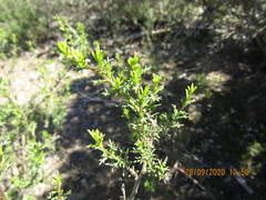 Marasmodes