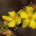 Hibbertia glaucophylla - Photo (c) Tim Hammer, some rights reserved (CC BY), uploaded by Tim Hammer