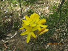 Ixia odorata
