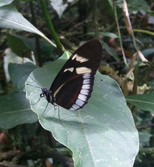 Heliconius cydno cydnides