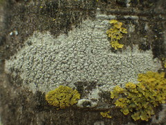 Pertusaria heterochroa